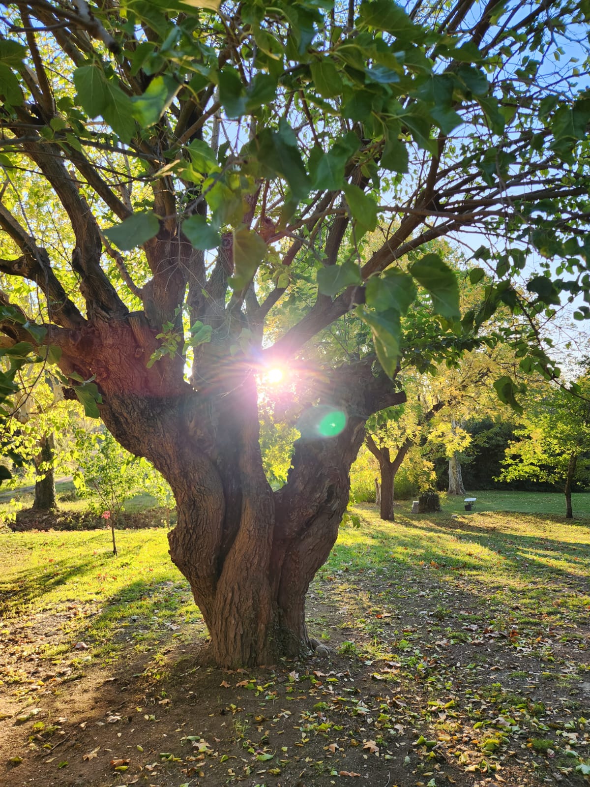 Celebrer la Vie - Un voyage a travers les sens
vendredi 24 avril au dimanche 26 avril 2026